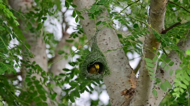 Cute yellow tiny bird weaving pendant nest for upcoming babies in breeding season with grasses fibers.
Baya weaver ( ploceus philippinus ),male doing amazing job.
