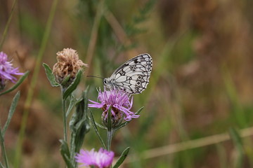 Schmetterling Schachbrettfalter, Melanargia galathea
