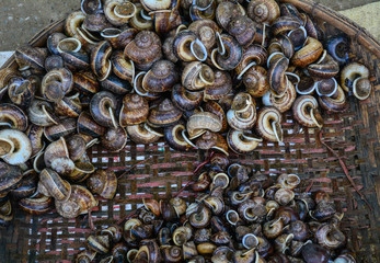 Snails in bamboo basket for sale at the rural market