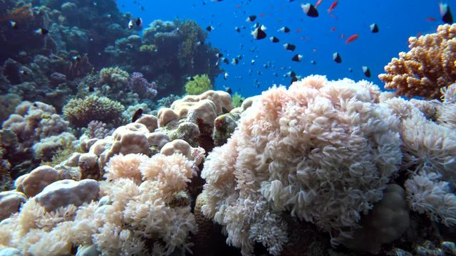 school of fish Sea goldie (Pseudanthias squamipinnis) and Bicolor Damselfish (Chromis dimidiata) swims over a coral reef in the background of blue water, Red sea, Sharm El Sheikh