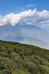 Temi Tea Garden with mountain and enormous cloud in the background in winter near Gangtok. Sikkim, India.