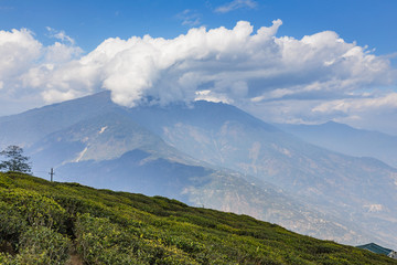 Temi Tea Garden with mountain and enormous cloud in the background in winter near Gangtok. Sikkim, India.