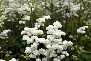 Filipendula ulmaria - very ornamental plant with creamy white flowers