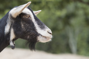 やぎの横顔、顔のアップ