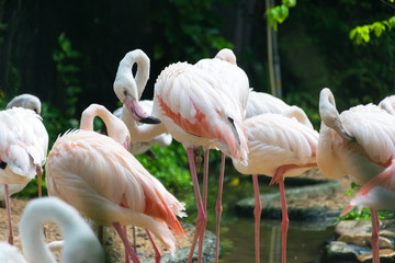 Pink flamingo living in neighboring natural herd.