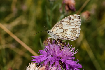 Schmetterling Schachbrettfalter, Melanargia galathea
