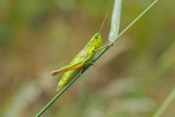 Kleine Goldschrecke