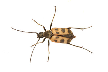 Beetle (Judolia cerambyciformis) on a white background