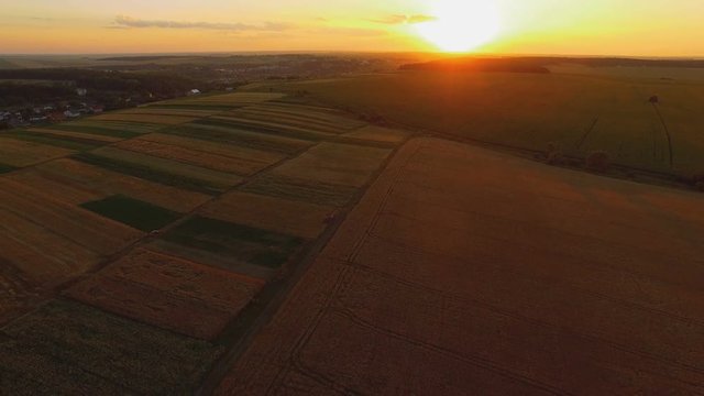 Aerial view of picturesque wheat fields in sunset. 4K