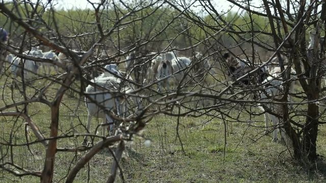 Shot of herd of goats grazing in a field. Domestic goat on the farm. Goats eat a trees and grass.With branches of trees on foreground