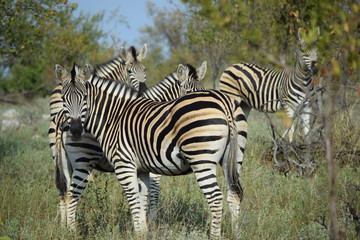 Zebras, Krüger National Park, Südafrika