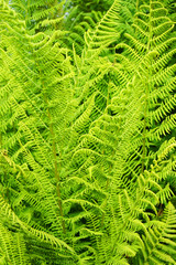 fern plant texture
