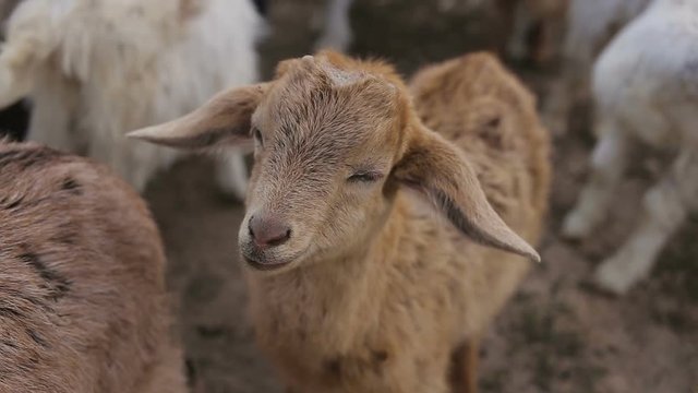 Shot of small domestic goats on the farm