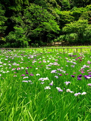 Fototapeta na wymiar 林と菖蒲園風景