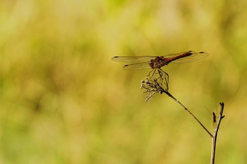 Beautiful red dragonfly on a branch in summer 