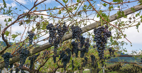 Vineyard and grapes damaged after severe storm with hail destroying the major portion of the harvest.
