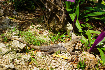 leguan reptile sitting on a rock on a sunny day and waiting.