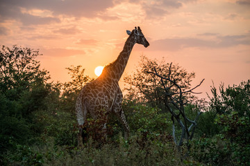 Giraffe and Sunrise, Kruger National Park, South Africa