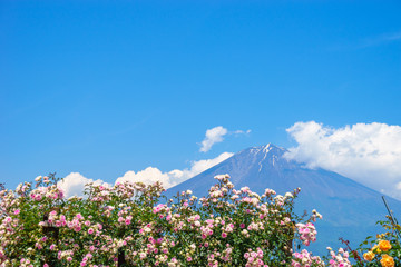 バラと富士山