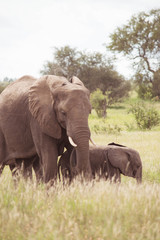 Elephant family, Kruger National Park, South Africa