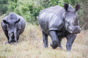 Running Rhinos, Kruger National Park, South Africa