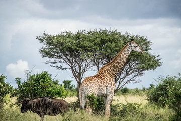 Giraffe, Kruger National Park, South Africa