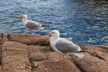 Fototapeta premium two seagulls on rocks