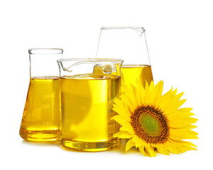 Composition with cooking oil and sunflower on white background