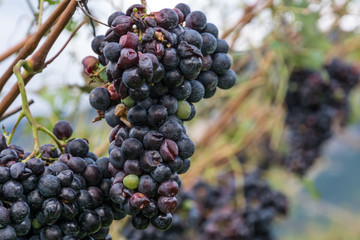 Vineyard and grapes damaged after severe storm with hail destroying the major portion of the harvest.