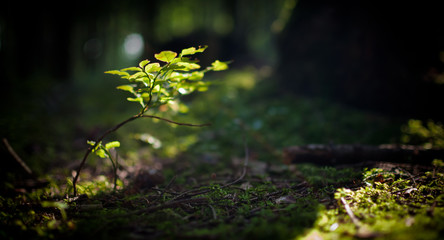 Small plant on forest floor