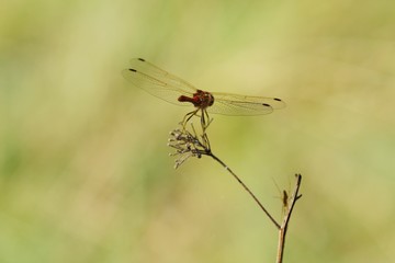 Beautiful red dragonfly on a branch in summer
