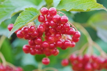 Red viburnum berries on a tree in the summer