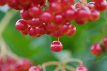 Red viburnum berries on a tree in the summer