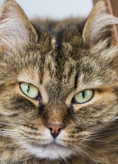 Siberian pet of cat, brown tabby face
