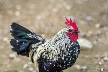 Rooster on a village farm