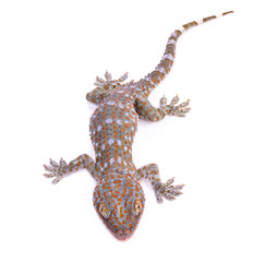 Naklejka premium gecko isolated on white background