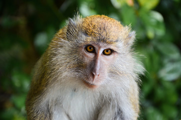 Macaque