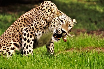 Leopard. Fressend. Kauend.