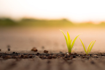 Growing grasses in the morning.