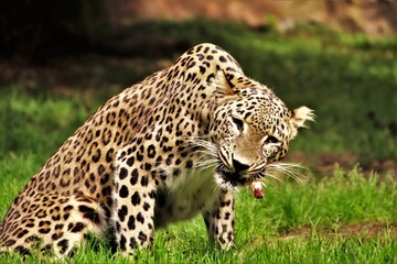 Fototapeta na wymiar Leopard. Fressend. Kauend.