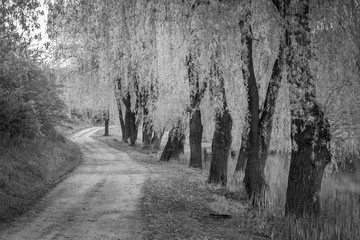 Trees Infrared