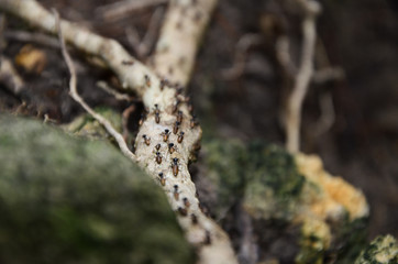Walking Ants