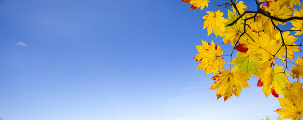 Naklejka na ściany i meble easy picture beautiful maple autumn landscape background