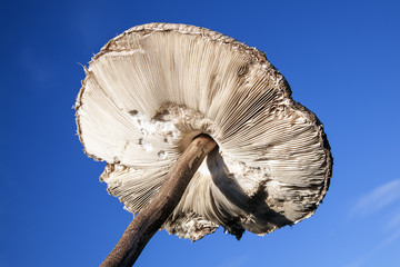 Parasol mushroom from a low view angle showing the underneath gills