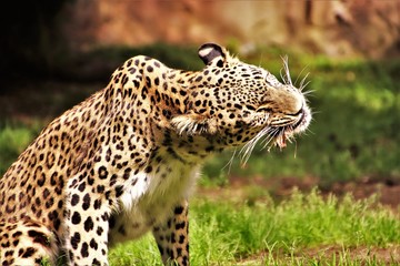 Leopard. Fressend. Kauend.