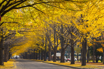 The fall season in the autumn Hokkaido University - obrazy, fototapety, plakaty