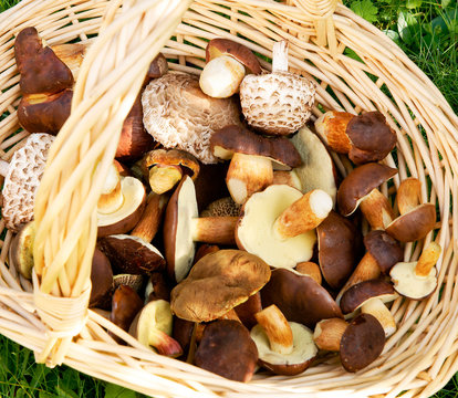 Mushrooms, frische Pilze aus dem Wald im Korb