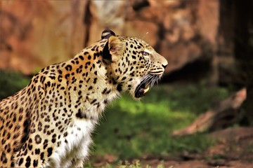 Leopard. Fressend. Kauend.