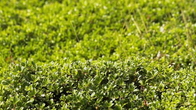 Planta y hojas de Gayuba Arctostaphylos uva ursi