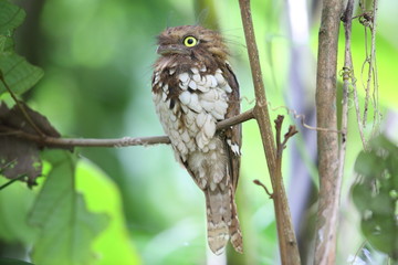Short-tailed frogmouth or Sumatran frogmouth (Batrachostomus poliolophus) in Mt.Kerinci, Sumatra,...